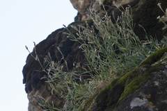 Silene brahuica