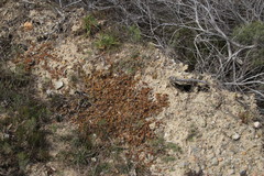 Mesembryanthemum paulum