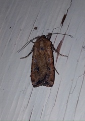 Euxoa ochrogaster