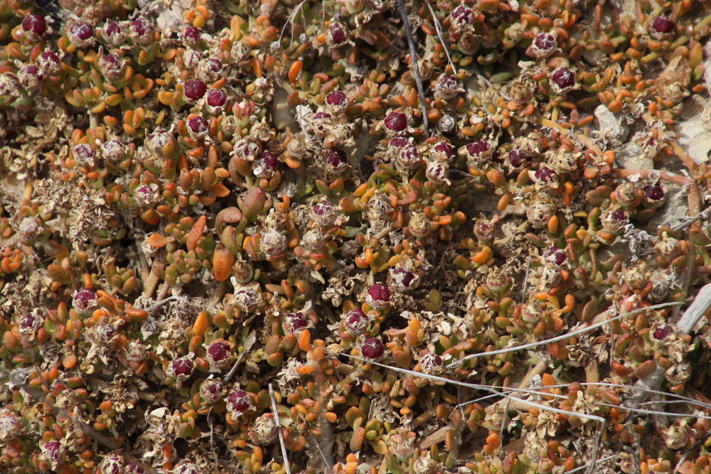 Mesembryanthemum paulum, Struisbaai-Elim Road S Soetendalsvlei Agulhas Natinoal Park
