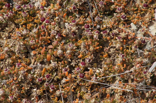 Mesembryanthemum paulum