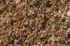 Mesembryanthemum paulum