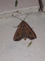 Euxoa ochrogaster