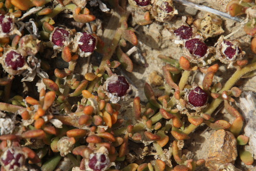 Mesembryanthemum paulum