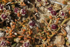 Mesembryanthemum paulum