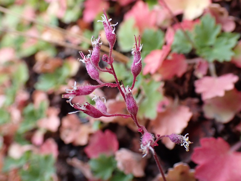 pink alumroot