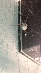 Latrodectus geometricus