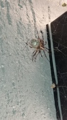 Latrodectus geometricus