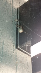 Latrodectus geometricus