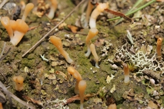 Multiclavula vernalis