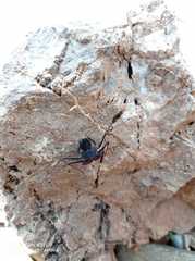 Phrynus operculatus