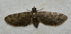 Eupithecia jejunata