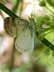 Lomographa semiclarata