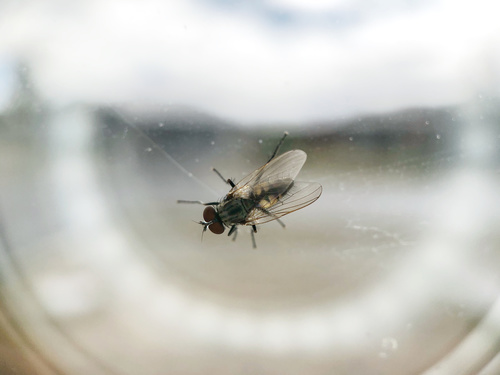 Lesser house fly