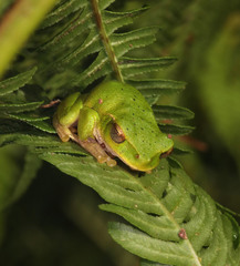 Ranoidea barringtonensis