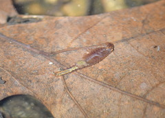 Eubranchipus vernalis