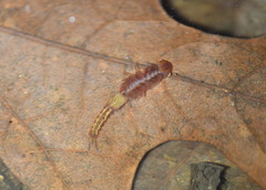 Eubranchipus vernalis