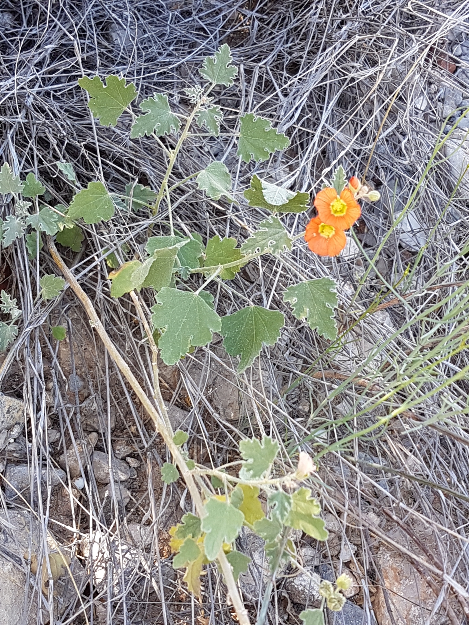 Sphaeralcea incana
