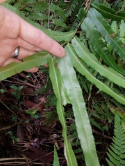 Telmatoblechnum indicum