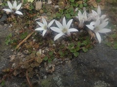 Lobelia perpusilla
