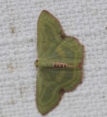 Metallochlora lineata