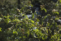 Rosa achburensis