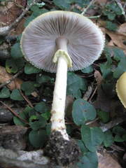 Agaricus auricolor