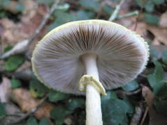 Agaricus auricolor