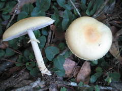Agaricus auricolor