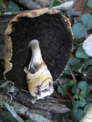 Agaricus auricolor