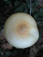 Agaricus auricolor