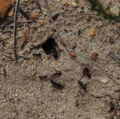 Anoplolepis steingroeveri