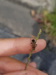 Graptostethus varipictus