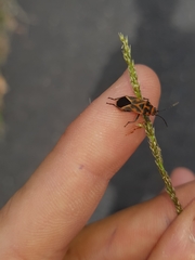 Graptostethus varipictus