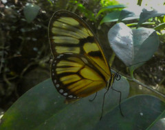 Athesis clearista