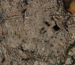 Anoplolepis steingroeveri