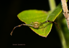 Thomisidae