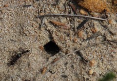 Anoplolepis steingroeveri