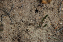 Anoplolepis steingroeveri