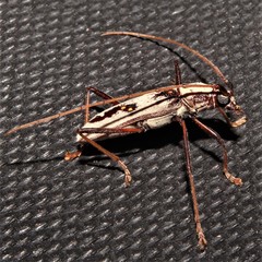 Eburia portoricensis