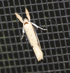 Compsotorna oligarchica