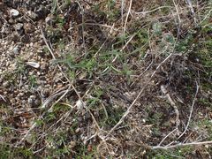 Cryptantha nevadensis