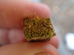 Distichium capillaceum