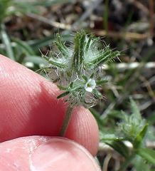 Cryptantha nevadensis
