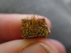 Distichium capillaceum