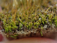 Distichium capillaceum