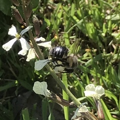 Xylocopa tabaniformis pallidiventris