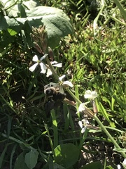 Xylocopa tabaniformis pallidiventris