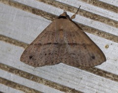 Ophyx eurrhoa