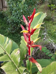 Heliconia subulata